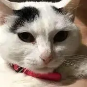 RARAの画像
