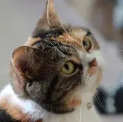 あまちゃん