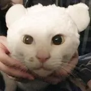 オレオの画像