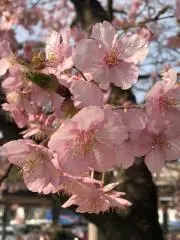 Shiroの画像