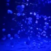 ももの画像