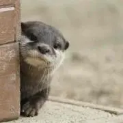 かわうそ