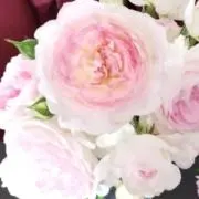 R.Tの画像