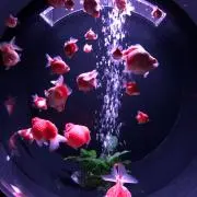 Momoの画像