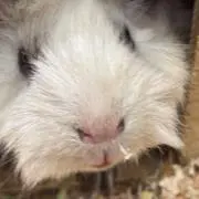 にくの画像