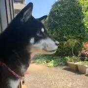 七緒の画像