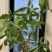 香理の画像