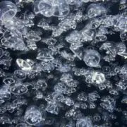 こなつの画像