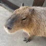 ★しんしん★プロフ必読願いますの画像