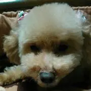 愛理沙