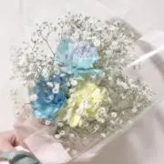 まめきちの画像