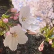 さくら