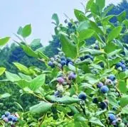 コツコツの画像