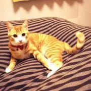 OMI