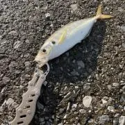 ＧＡの画像