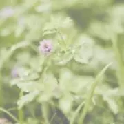 みーこの画像
