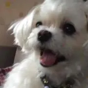 あーたん