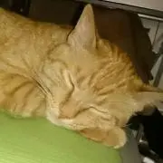 エビちゃん