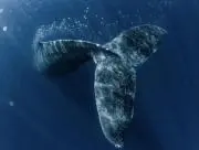 Whaleの画像