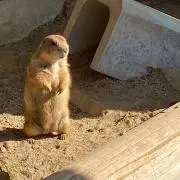 まーの画像