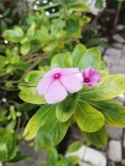 Klauの画像