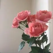 Ayapanda