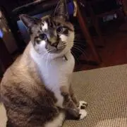 砂糖