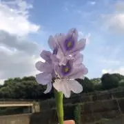 ベビーバターショップの画像