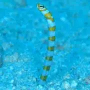 きの子の画像