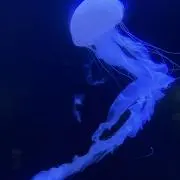 むゆの画像