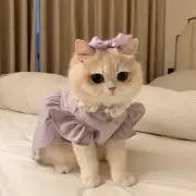 きあにゃの画像