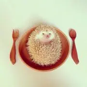ちょこの画像