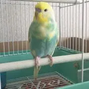 だいきちの画像