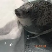 ぶーちゃん(̂•͈⚇•͈⑅)̂ ୭*゜の画像