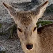 バンドリ！ ガールズバンドパーティ！ 高精細複製画 A2 ブシロード