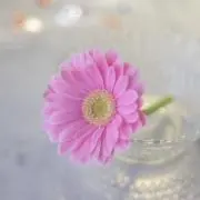ミミの画像