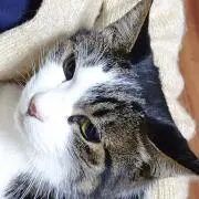 koyukimantenの画像