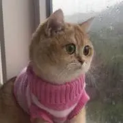 すちゃん