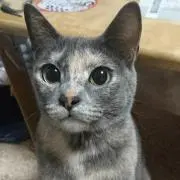 美ら娘の画像