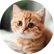 ニャオの画像