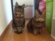 ねここ  ※プロフ必読の画像