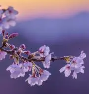 ✿さくら✿✿