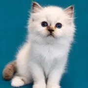 ひゅの画像