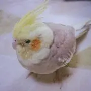 ASA