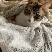 ＴＯＭ　梱包がんばりますの画像