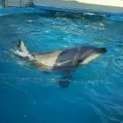 あんこ