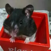 まるちゃん