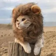 ⭐︎キャット⭐︎
