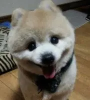 みーふーの画像