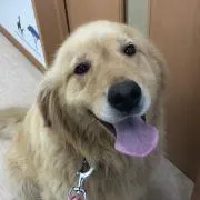 あおゆかすみれ